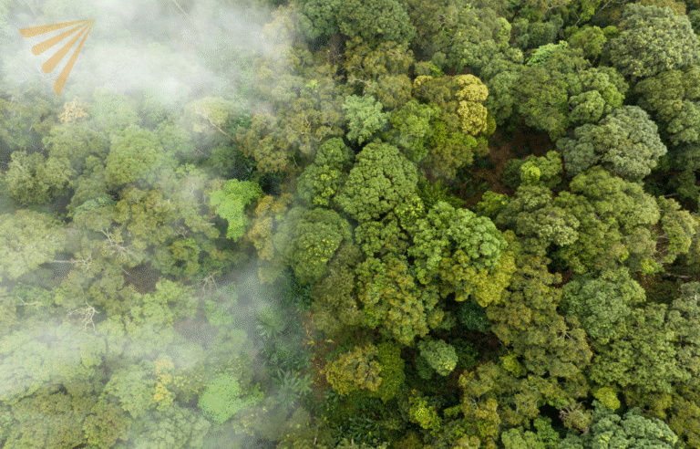 Role of carbon credits in SBTi corporate net zero standard v2 
